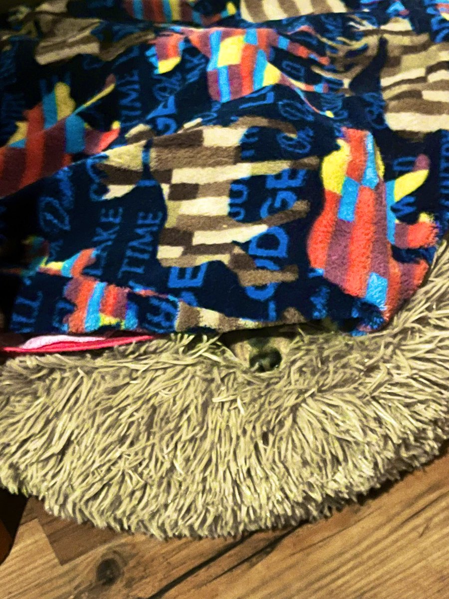 HappiestGirlMX's tweet image. Así como yo cuando tengo frío… #FindTheDog 🐶💕