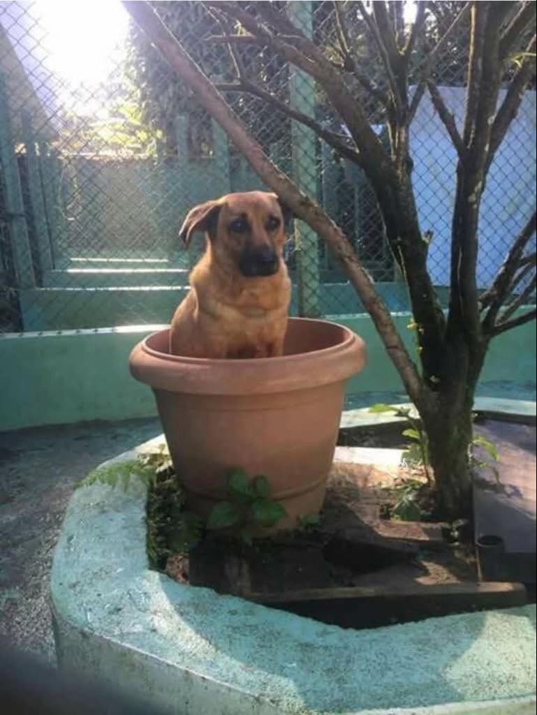 Dilo con perritos tweet media