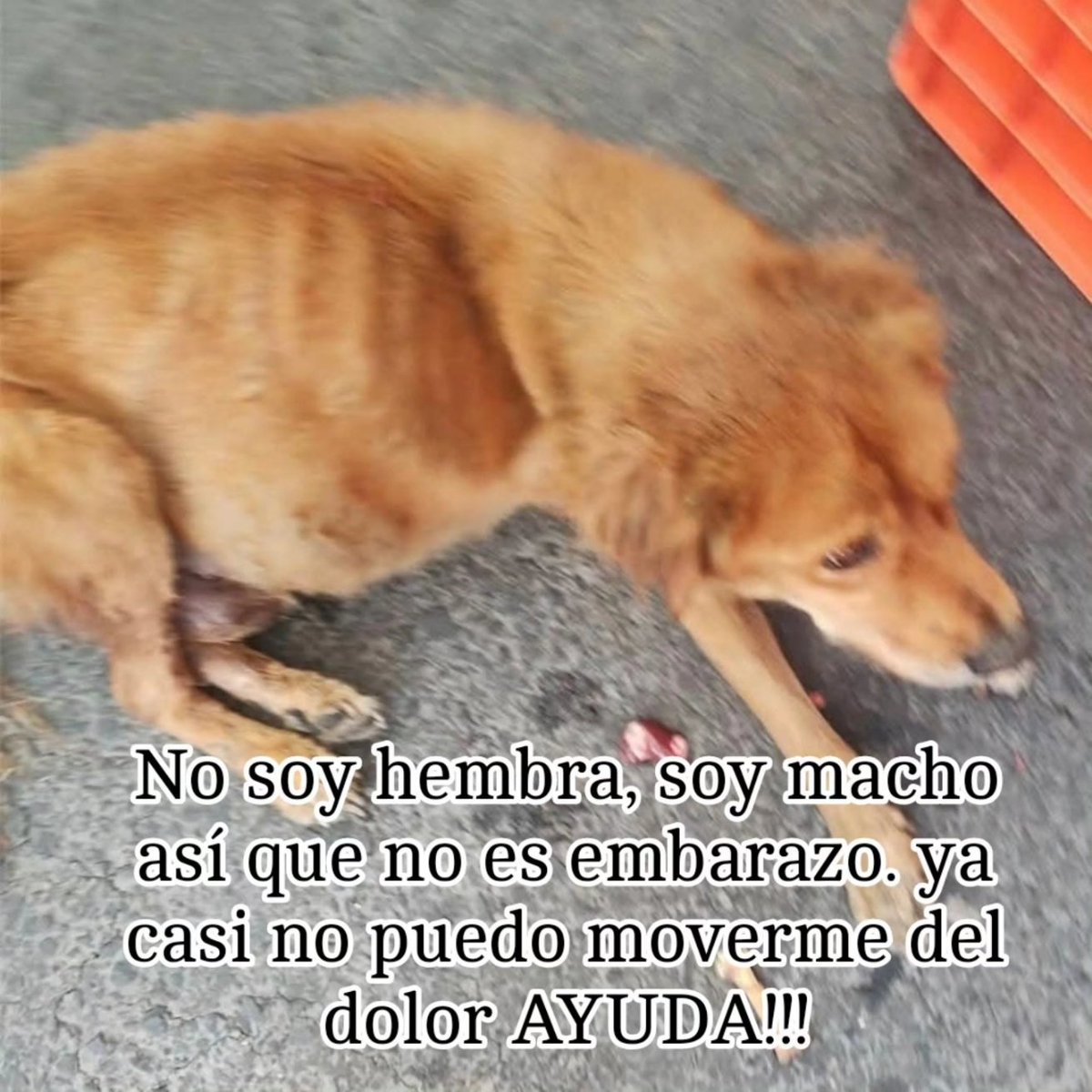 HASF_AnaSDiaz's tweet photo. Este pequeñito anda en un mercado!!

Pensaríamos que es una perrita embarazada!!

Pero no es asi es un macho y esta a punto de reventar de estomago 😭😭😭

Dicen que esta muy mal!!

Casi no se mueve ya y esta sufriendo muchísimo!!!!

Quien se suma para ayudar a este pequeño??

Necesitamos pagar traslado esta bastante lejos de nosotros o si alguien se anima a traerlo avisenme y llevar unos pesitos a la vet para que lo reciban.

El taxi cobra $850 y pss por lo menos darle a la doc algo de abono para ir bajando el adeudo ya con ella no debemos tanto pero con la otra doc si aun es un buen. Ay vamos poco a poco.

Quien se suma para ayudarlo????

🙏GRACIAS 
🐾 Banorte: 4189 1430 5349 0267
🐾 Banamex : 5204 1656 4219 9792
🐾 Banco azteca: 4027 6657 9699 8558
🐾Coppel (OXXO): 4169 1614 6125 2255 NUEVA
🐾Bancomer : 4152 3138 1055 2732 
🐾PayPal: https://t.co/ZRtji14ikC