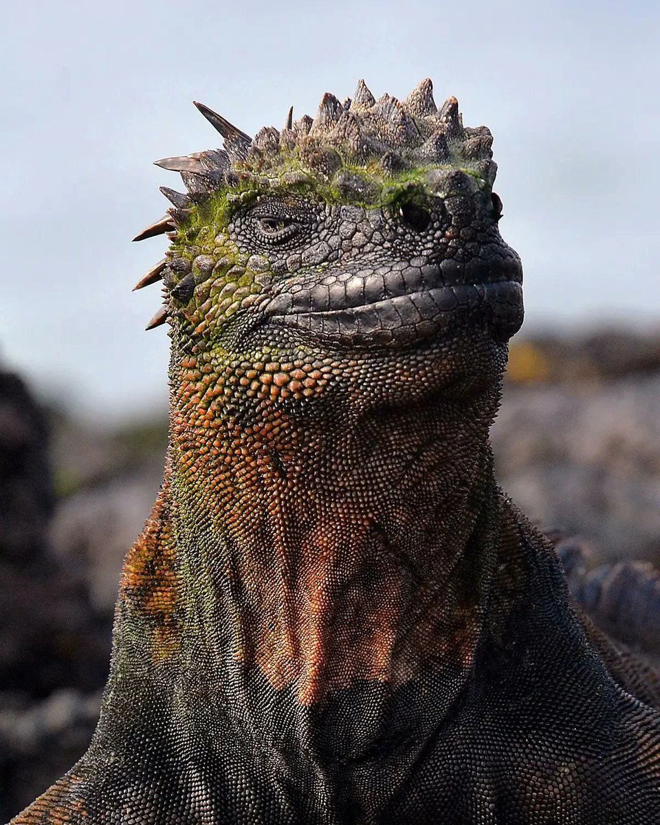 A marine iguana