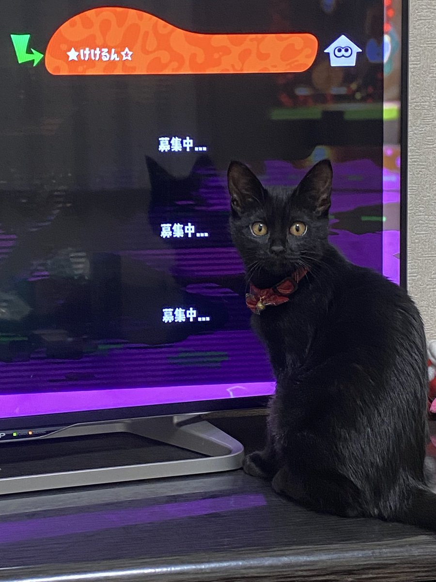 えっ…お友達いないの…？
遊んであげようか？😿

#黒猫 #保護猫 #猫好きさんと繋がりたい  #スプラトゥーン3 #スプラトゥーン3フレンド募集
