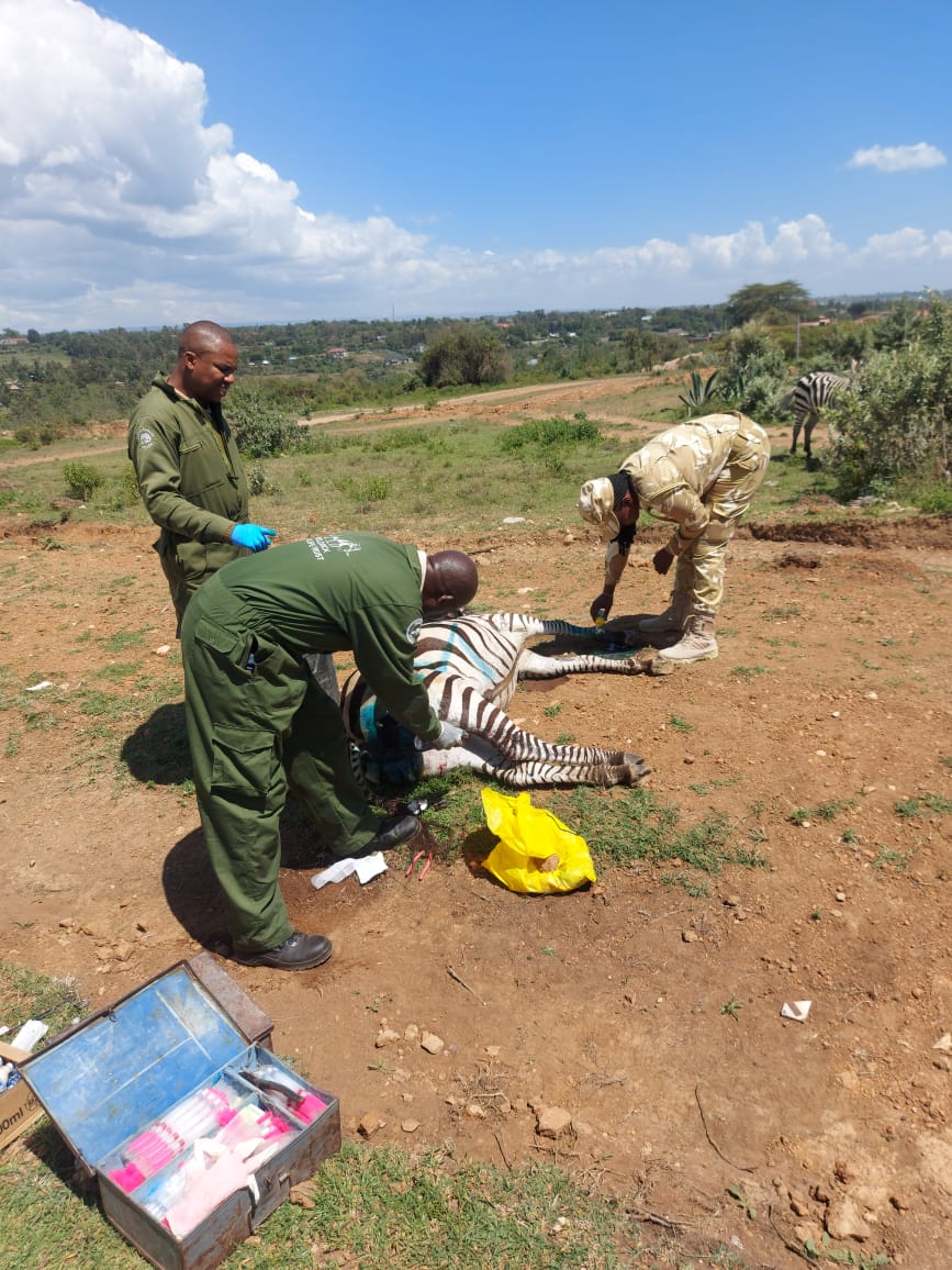 Results You Can Feel

The Kenya Kwanza government remains steadfast in its commitment to strengthening wildlife conservation and positioning Kenya as the premier destination for nature and wildlife tourism.
#TourismTransformationKE

Recently, the government commissioned 1,500