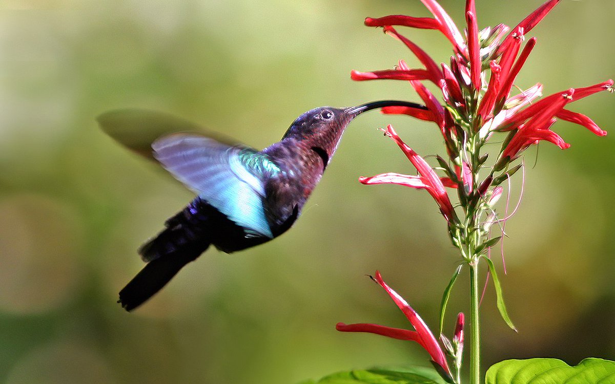 wargodit's tweet photo. 🕊️🌸🦕Hummingbirds are the smallest known and smallest living avian theropod dinosaurs.🌸🌸🌸 Hummingbirds have extremely rapid wing-beats as high as 80 per second💫🌸✨ https://t.co/rAcP4Cj2s3