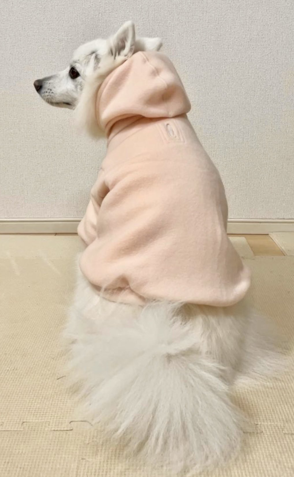 Kamunamu様☆犬服☆ハンドメイドオーダー☆3着✩.*˚ Kamunamu様☆犬服☆ハンドメイドオーダー☆3着✩.*˚