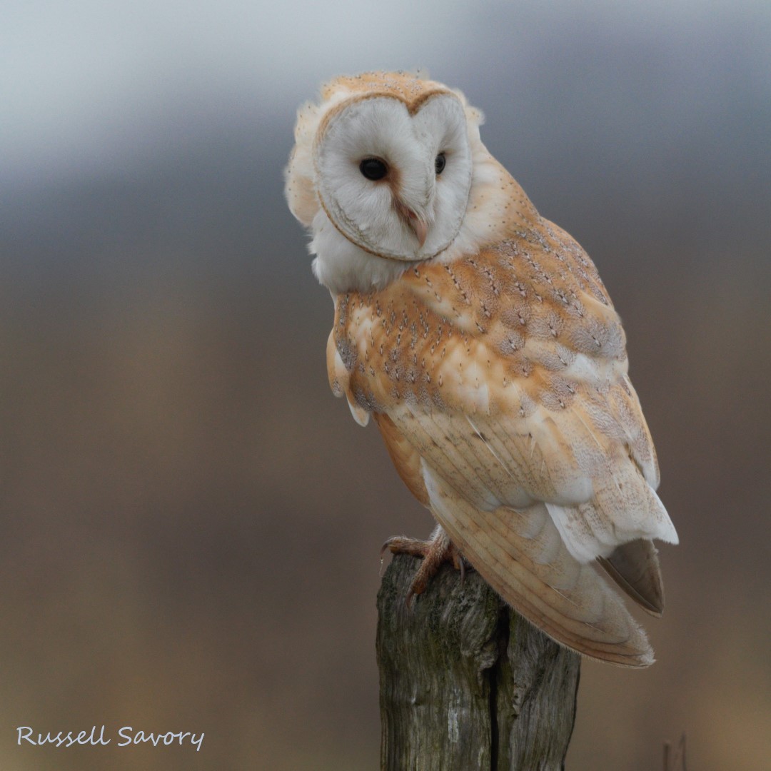 Barn Owl Trust tweet media