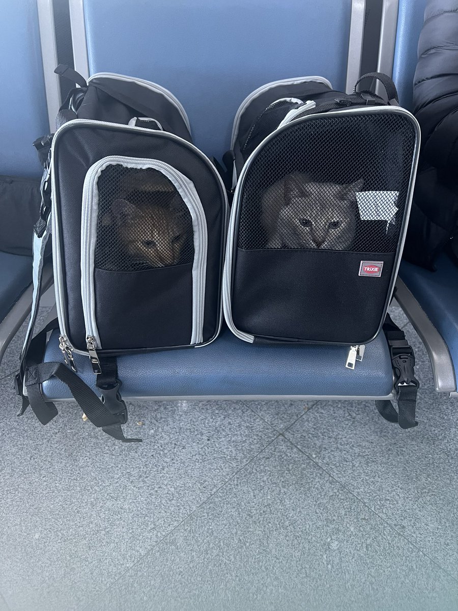 Les petits chats sont en route pour la France ♥️