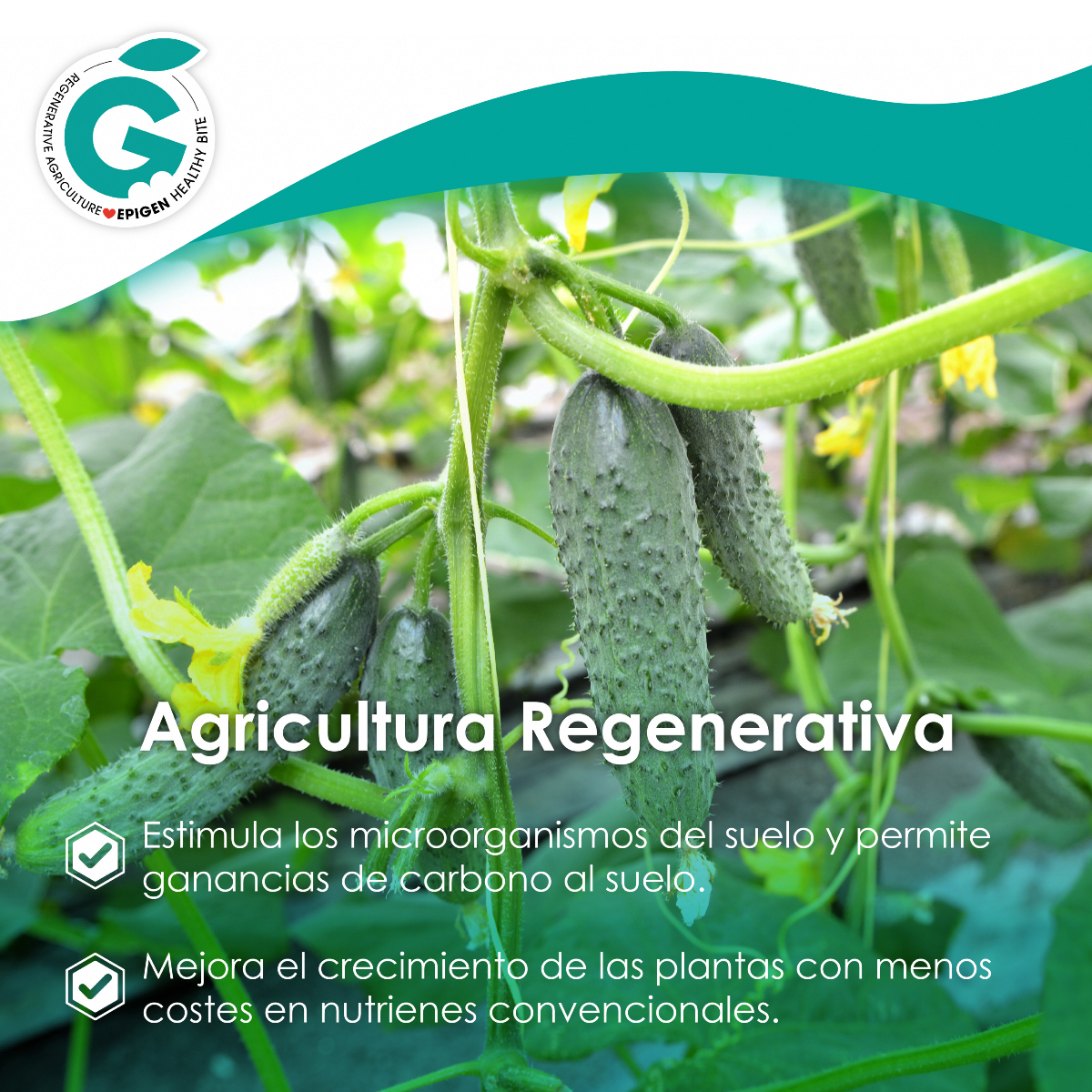 EpigenHealthy's tweet image. ✔️ La #agriculturaregenerativa estimula los microorganismos del #suelo 🌱 y permite ganancias de carbono al suelo.

✔️ Mejora el crecimiento de las plantas con menos costes en #nutrientes convencionales

#Certificación Aenor-Epigen Agricultura Regenerativa