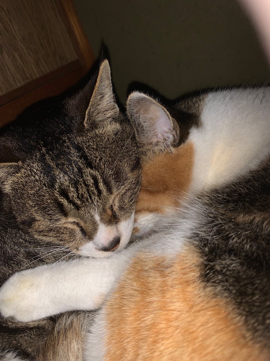 Ke2360Su's tweet photo. 寄り添って寝るメイとチョコ　
#猫のいる暮らし #猫好きさんと繋がりたい #三毛猫
#猫　#かわいい https://t.co/BdjvNLEwBB