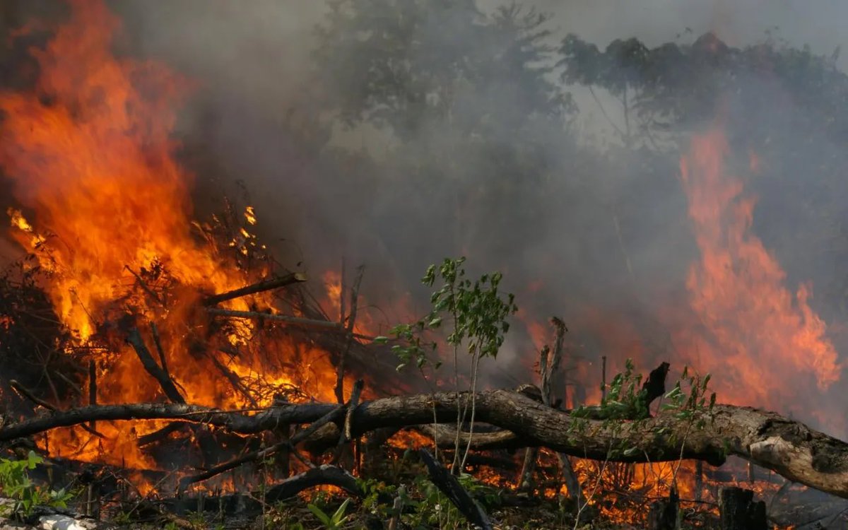 🚨🔥 Les incendies dévastateurs, comme ceux qui ravagent actuellement #LosAngeles et le sud de la #Californie, sont le symptôme alarmant d’un #climat qui se dérègle.

Comprenons pourquoi ces mégafeux se multiplient et s’intensifient à l’échelle mondiale 👉 mnhn.fr/fr/pourquoi-le…