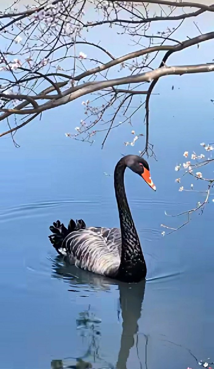 Beauty in the lake .