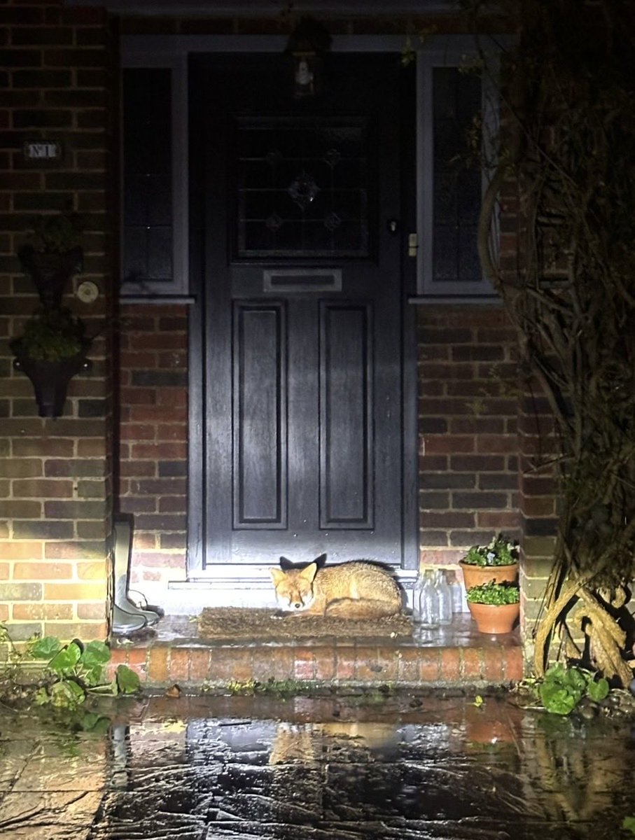 ChrisLittley's tweet photo. My daughter came home in the early hours to find this little fella sheltering on our doorstep. Fox of the day candidate ⁦@ChrisGPackham⁩ ? https://t.co/hMewSsOkir