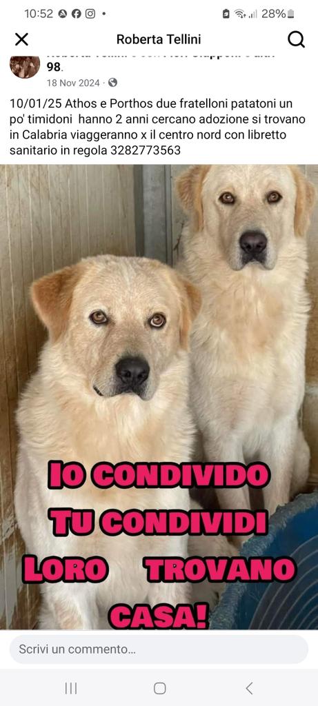 VE LI RICORDATI QUESTI MERAVIGLIOSI FRATELLI? EBBENE NESSUNA CHIAMATA X LORO.FORZA 
RPRPRP SONO IN UN CANILE CALABRESE. GRAZIE 
🙏🙏🙏🙏😭🐾🍀🌺😟💔💔💔🐞