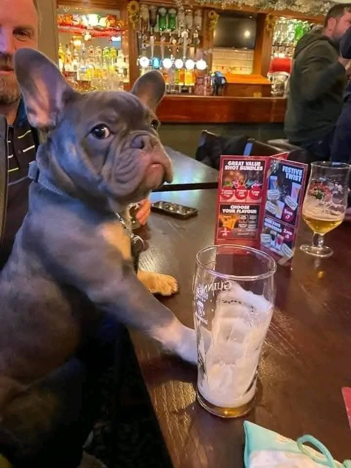 Frenchie Owners tweet media