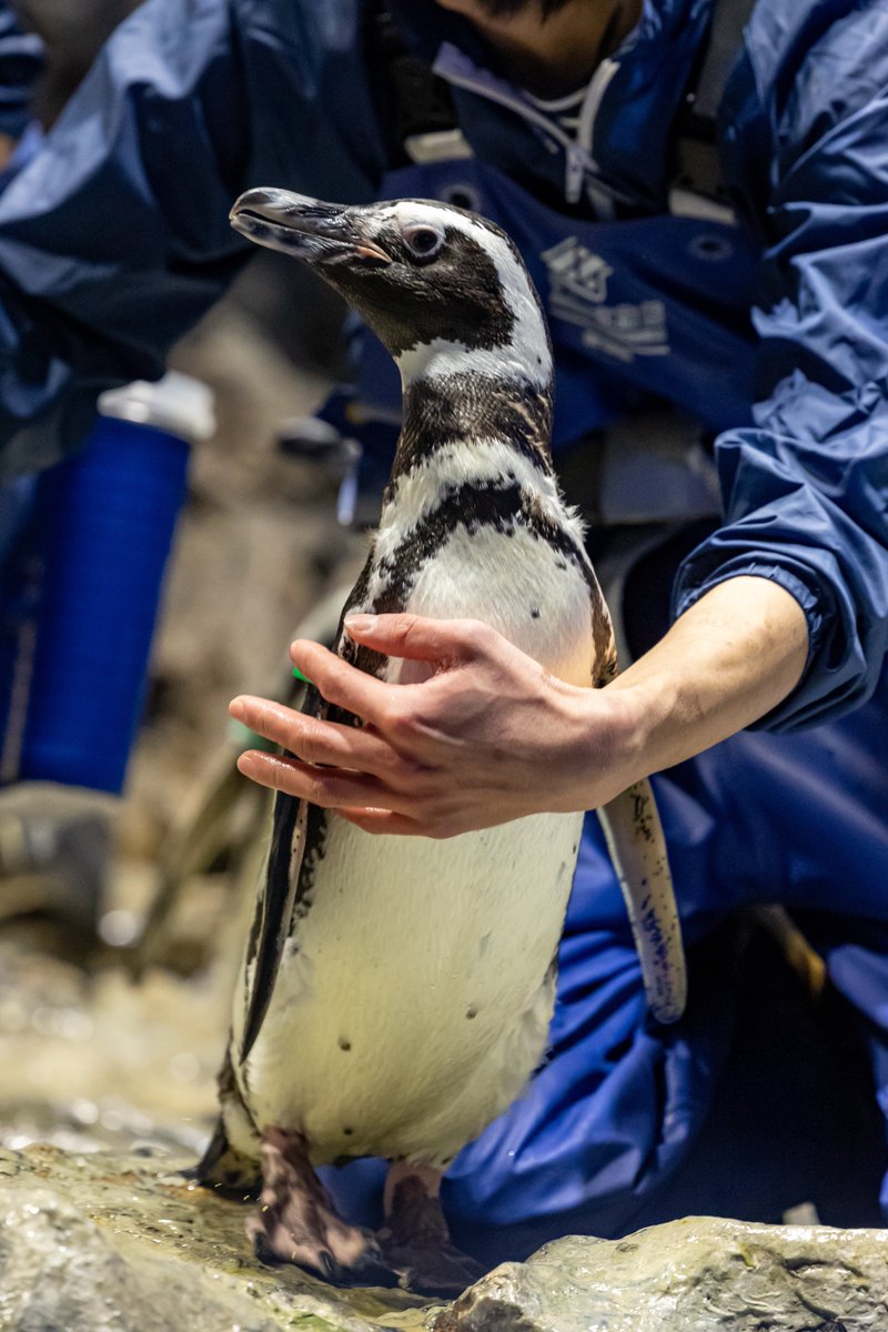 ReLU_aqua's tweet photo. ドヤ顔ぼんぼり🐧✨
#すみだ水族館 #マゼランペンギン 
#羽毛さん日誌 https://t.co/hv4iYg2OQW