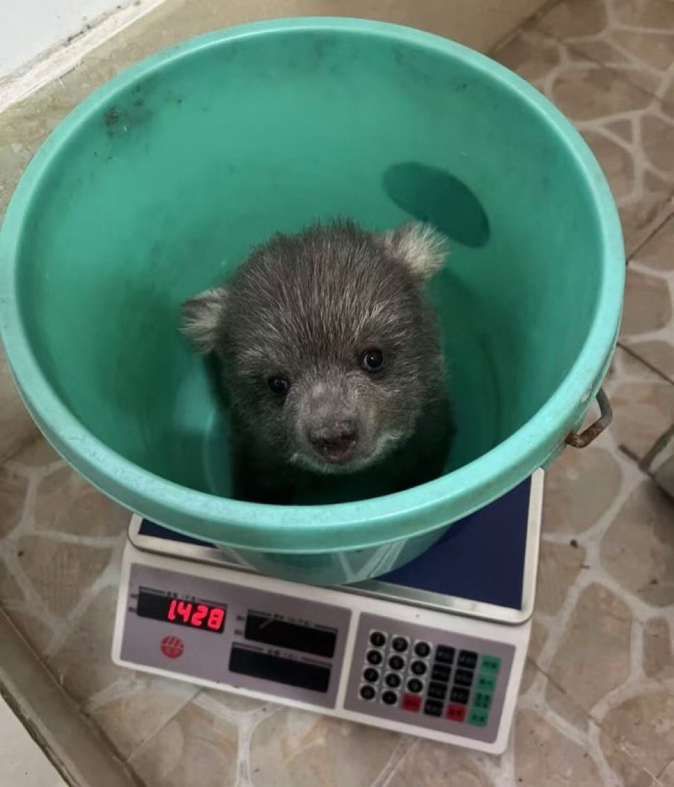 Science says 1.428b is coded.🐻 $JUNJUN