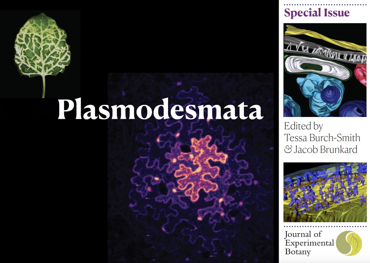 JXB @jxbotany.bsky.social (@jxbot) on Twitter photo ** UPCOMING SPECIAL ISSUE **
Plasmodesmata
Editors: Tessa Burch-Smith & Jake Brunkard
Deadline: 1st Feb 2025
Manuscripts of any format welcomed, please contact the JXB office (bit.ly/JXBissues)
#JXBspecialissues 🌱🔗🌿
@pd_christine <a href="/frdanila/">Florence Danila</a> <a href="/TinaSchreier/">Tina Schreier</a>
(1/2) ** UPCOMING SPECIAL ISSUE **
Plasmodesmata
Editors: Tessa Burch-Smith & Jake Brunkard
Deadline: 1st Feb 2025
Manuscripts of any format welcomed, please contact the JXB office (bit.ly/JXBissues)
#JXBspecialissues 🌱🔗🌿
@pd_christine <a href="/frdanila/">Florence Danila</a> <a href="/TinaSchreier/">Tina Schreier</a>
(1/2)