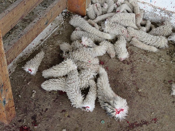 PETA_France's tweet photo. Saviez-vous que les moutons ont une queue ? Comme les chiens, ils la remuent quand ils sont contents. Dans l'industrie de la #laine, leurs queues sont généralement coupées, sans aucun antidouleur.💔

Prenez position contre la cruauté en choisissant de ne pas porter de laine ! https://t.co/hkIqTI0Eri