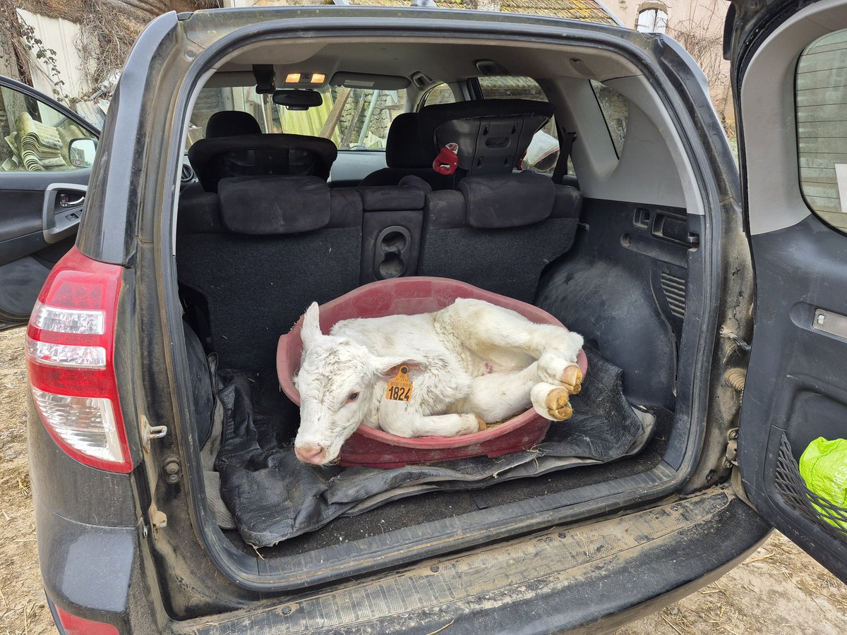 cyberurier's tweet photo. Rien de grave après vérification. Vêlage difficile pour une petite cularde coincée au bassin. J'avais peur de l'avoir dérotulée mais c'est juste les ligaments. On va lui faire une attelle avec une chambre à air. Pas facile la campagne de vêlage cette année... https://t.co/AAAwNxiMeA