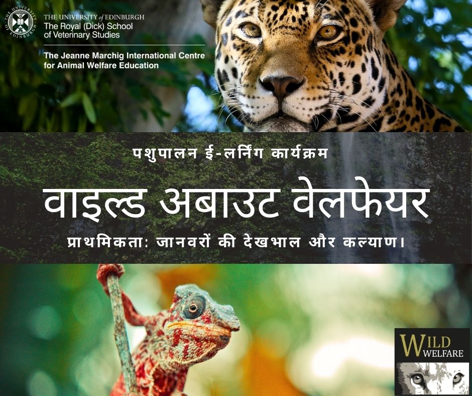 WildWelfare's tweet photo. ⭐ नि:शुल्क डिजिटल शिक्षा कार्यक्रम ⭐
'Wild About Welfare' E-Learning Programme NOW AVAILABLE in HINDI  https://t.co/2h9E5iI3oq 

वाइल्ड अबाउट वेलफेयर ई-लर्निंग कार्यक्रम एक रोमांचक नया डिजिटल शिक्षा उपकरण है, जो वैश्विक स्तर पर पशु कल्याण में सुधार करने में मदद करता है। https://t.co/4Dafo9XHoz