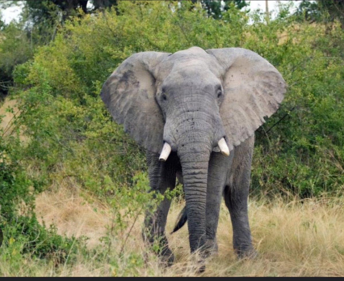 maria_m_belo's tweet photo. Cameroon’s green militarisation strategy safeguards African savanna elephants

To further combat poaching, the country should focus on involving local communities and strengthening cross-border cooperation
https://t.co/TZGeD3AIXc https://t.co/8FsY762JEN