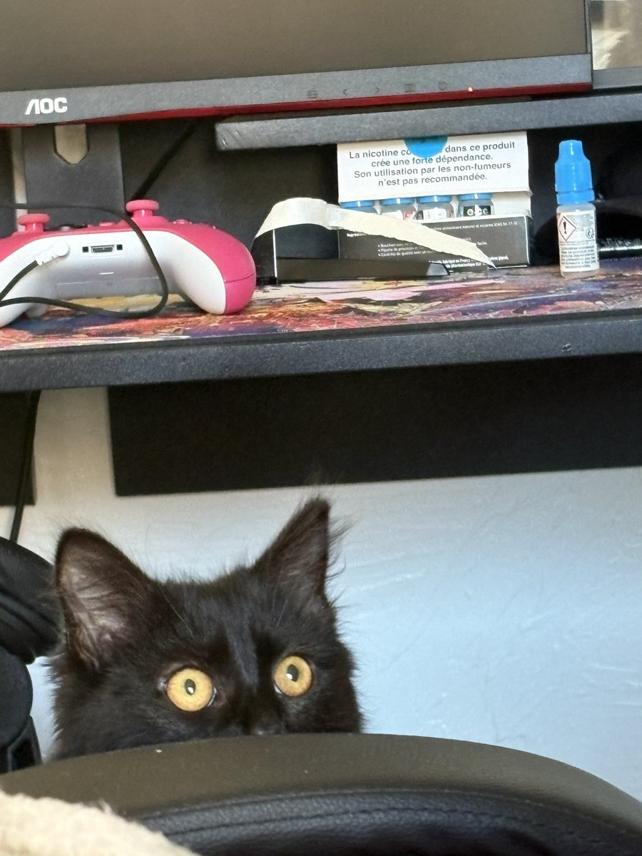 malipeeep's tweet photo. just miaou https://t.co/7QXlzcunII