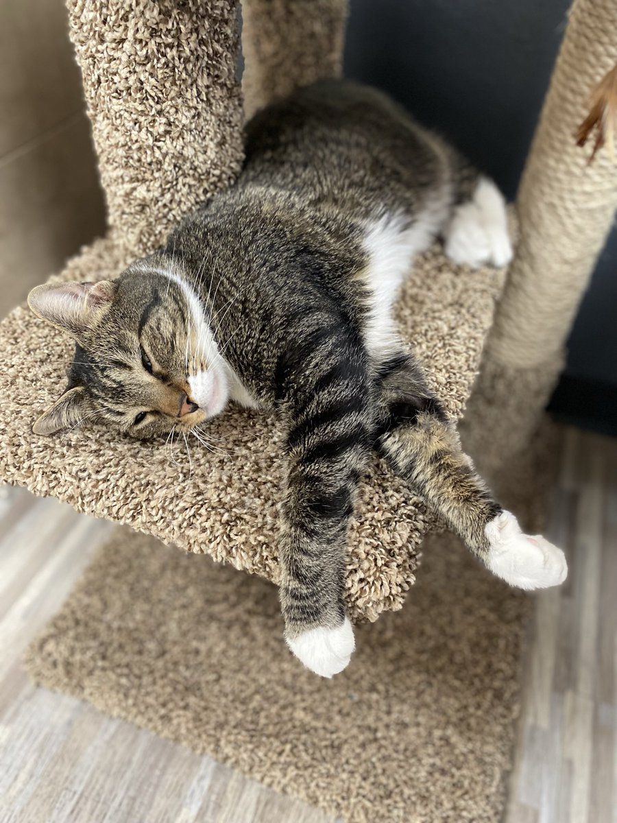 VitalVegas's tweet photo. First visit to the Hearts Alive Village Cat Cafe where you can just chill with adoptable cats. They were so excited to see us. Bonus: We got a brick for making a donation to this incredible nonprofit. It probably needed punctuation. @HAVLV https://t.co/j0UAHOBqRj https://t.co/X1MTFXVTJ1