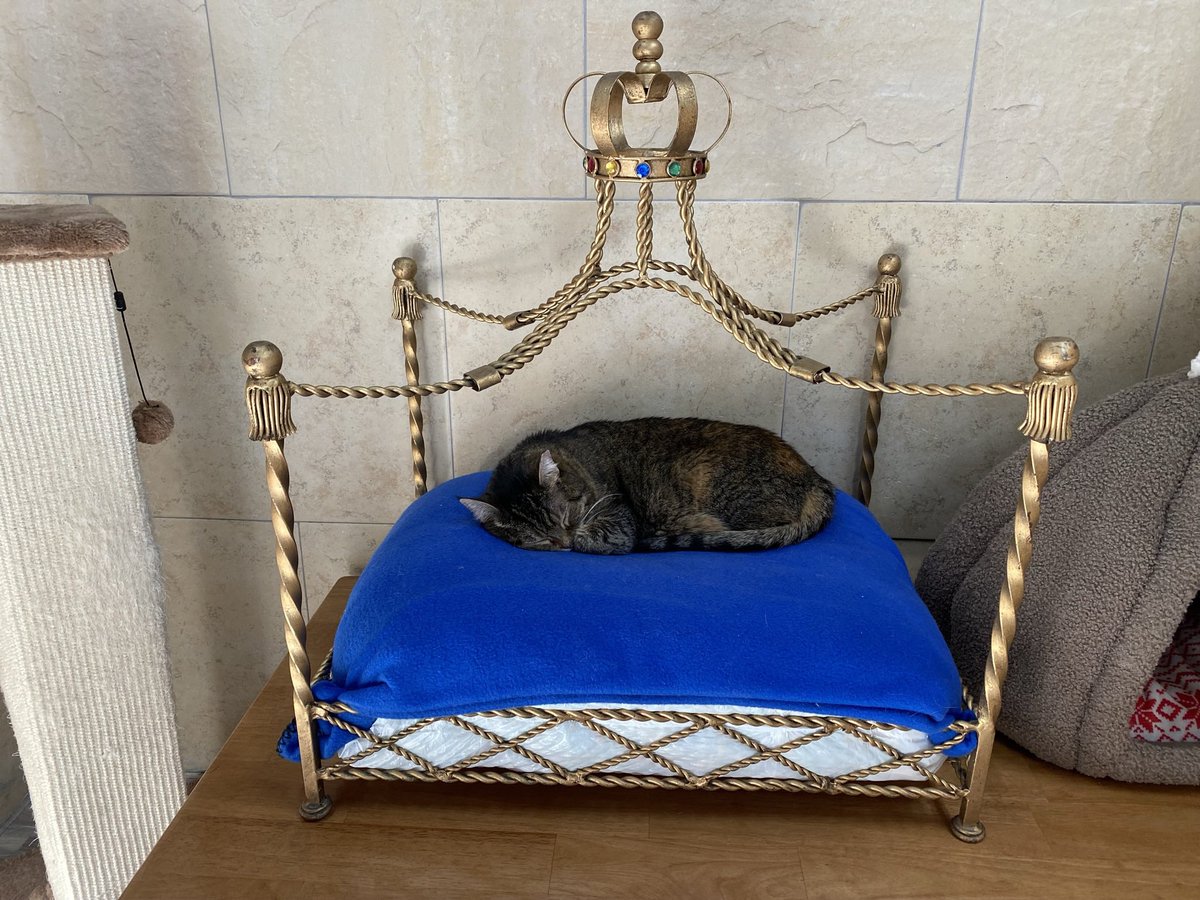 VitalVegas's tweet photo. First visit to the Hearts Alive Village Cat Cafe where you can just chill with adoptable cats. They were so excited to see us. Bonus: We got a brick for making a donation to this incredible nonprofit. It probably needed punctuation. @HAVLV https://t.co/j0UAHOBqRj https://t.co/X1MTFXVTJ1