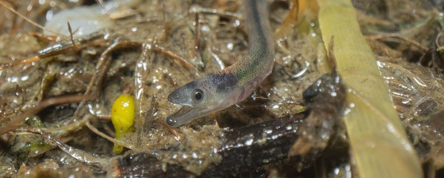 RAVON zoekt vrijwilligers voor glasaalmonitoring langs de kust dlvr.it/THMXBl