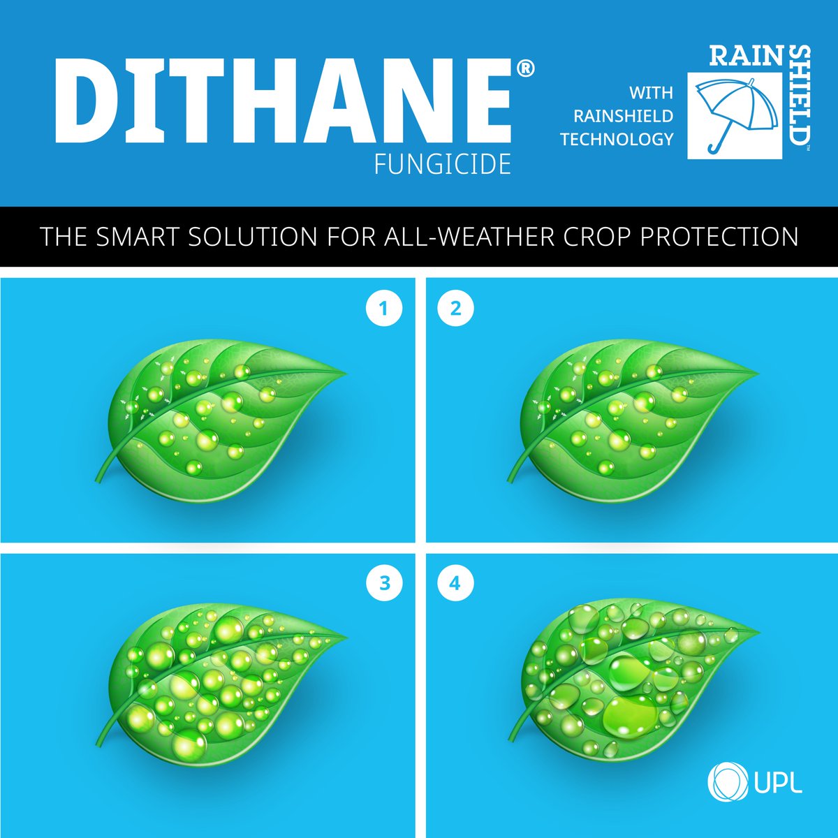 UPLCorp's tweet image. #Dithane® with #Rainshield Technology offers unmatched all-weather crop protection. Its uniform particles, surfactants, &amp;amp; wetting agents ensure extended protection in wet conditions &amp;amp; complete plant coverage, it’s the ultimate rain-or-shine solution.
bit.ly/4fPjmSc