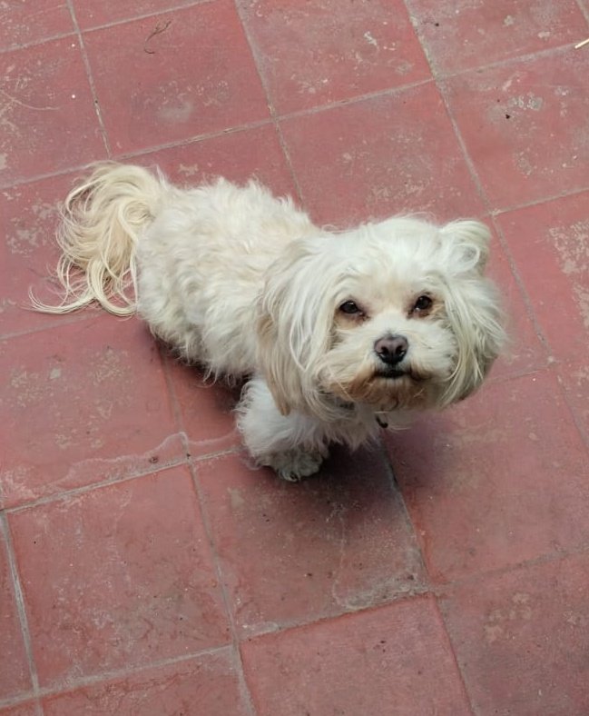 InsoportablementeVIVO tweet media