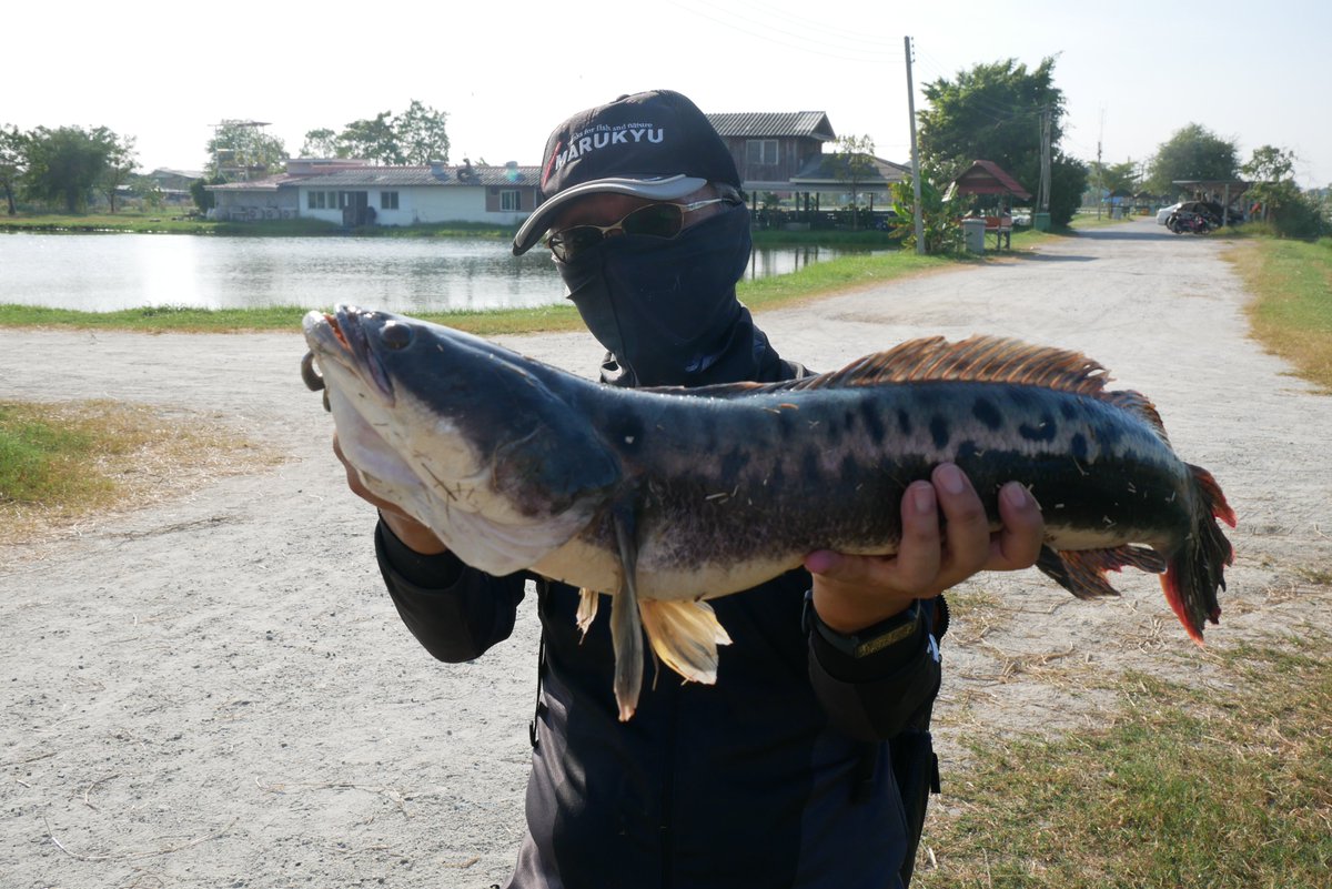 j1moto's tweet photo. 12月のタイ旅行で久しぶりに行けたパイロット111。釣りたかったチャドーもキャッチ! 私はパイロットに行くと主にチャドー狙ってるんですが、バラマンディ狙いの人の方が多いみたい。バラ釣り苦手で、とりあえず空気吸いに浮いてきて姿が見えるチャドーの方が釣れる気がするんですよね🤣
#pilot111 https://t.co/ANzomMvUo0
