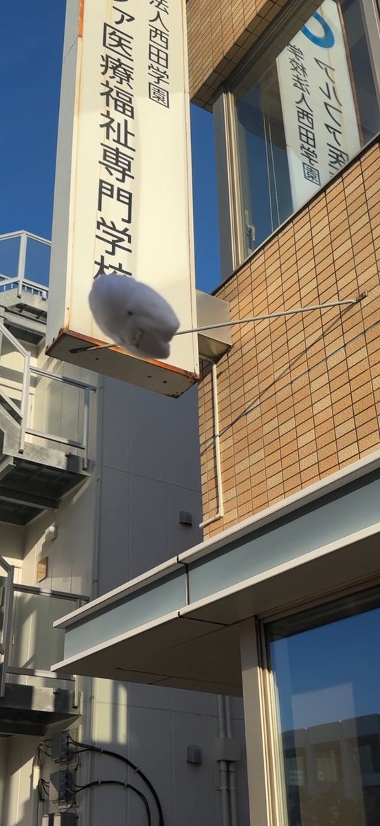 alphnet's tweet photo. あるぽよ投げてたら一日終わった　#あるぽよ #今日のあるぽよ https://t.co/kpVLTzRDEs