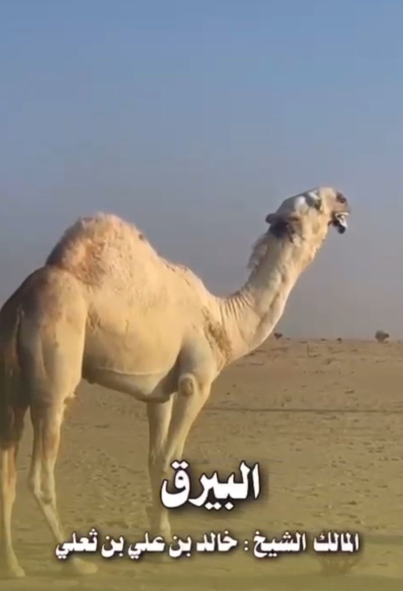 _79999's tweet image. خط جديد وقادم بقوة في السلالة الرمانية ..🐪

                         🔥 البيرق 🔥

لي شهر اسمع عليه حيران نوادر واسوام قوية الله يبارك لاهله

.
الأم (السعودية) اطيب ما انجب عليان
والأب (رمان المهيلب) غني عن التعريف
.
واللي مزينه انه عند رجال مايرد احد

ماشاء الله تبارك الرحمن