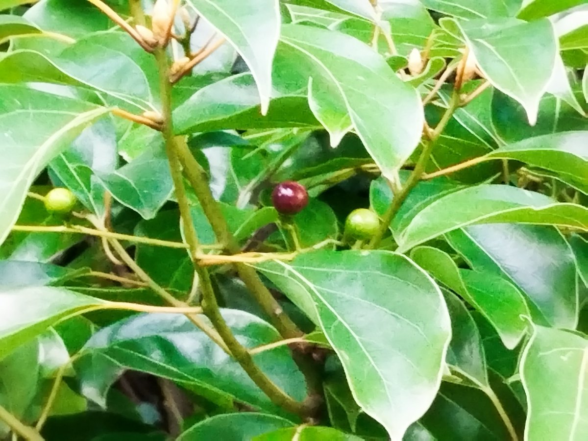 Camphora officinarum or camphor tree is an evergreen tree from China, Japan and Taiwan, used for medicine and food. We have several trees around the car park <a href="/Ventnor_Botanic/">Ventnor Botanic Garden</a>
