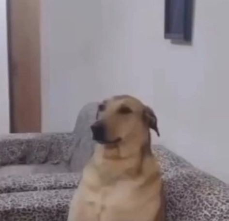 Ola, cuál es su ship favorita con Itzel/Pedro?, quiero salir del bloqueooo