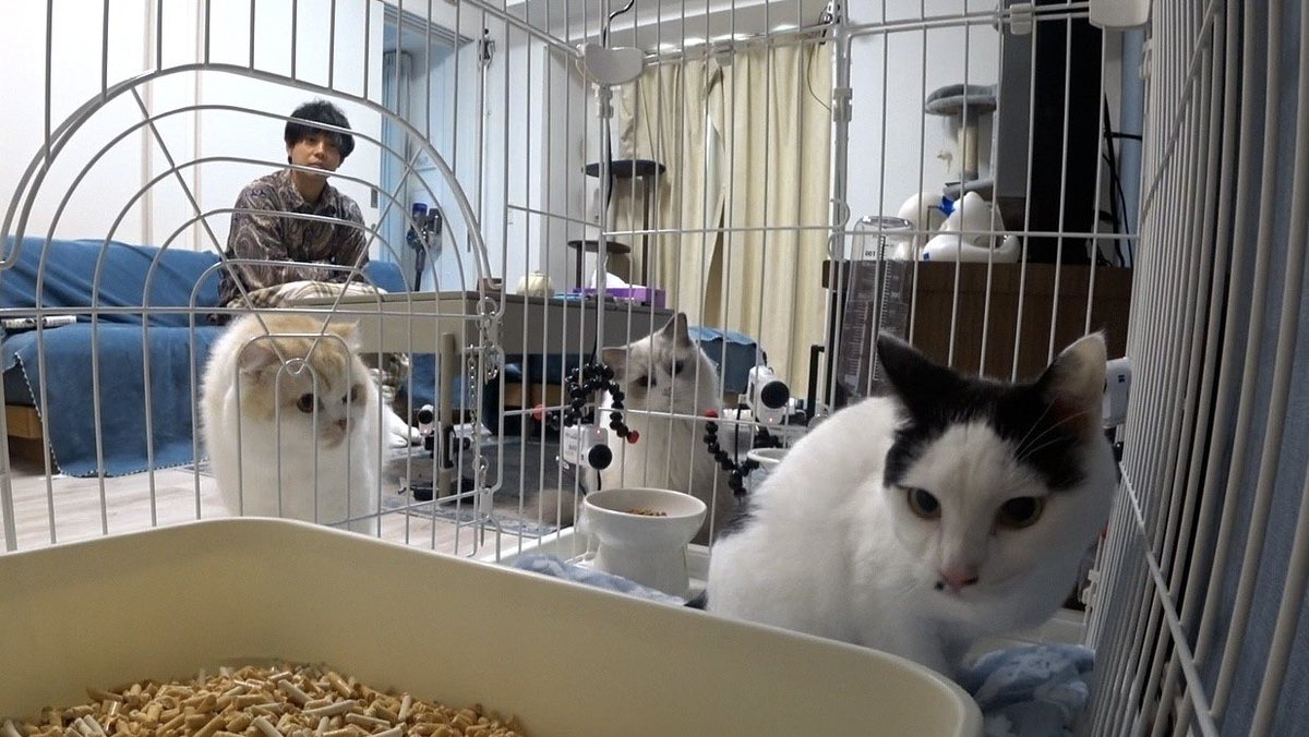 ニャレ兄がはじめて預かる男の子猫 「モンロー｣(推定5歳)♂🐱 興味津々