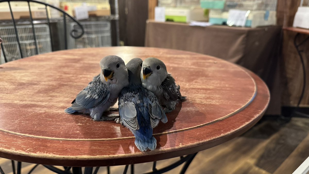 rickysendai's tweet photo. コザクラインコひな仲間いりしました🐥⸒⸒
2024年12月うまれ

モーブ
コバルトブルー

さし餌3回です

可愛い子たちです、お問い合わせお待ちしております⭐️ https://t.co/uKrxFUu930