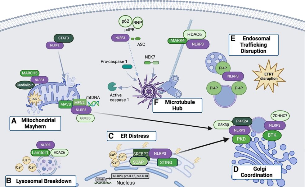 Immunometaboli2's tweet image. Check out the latest review from Professor Naeha Subramanian from University of Washington "Revealing the dance of NLRP3: spatiotemporal patterns in inflammasome activation" journals.lww.com/immunometaboli…