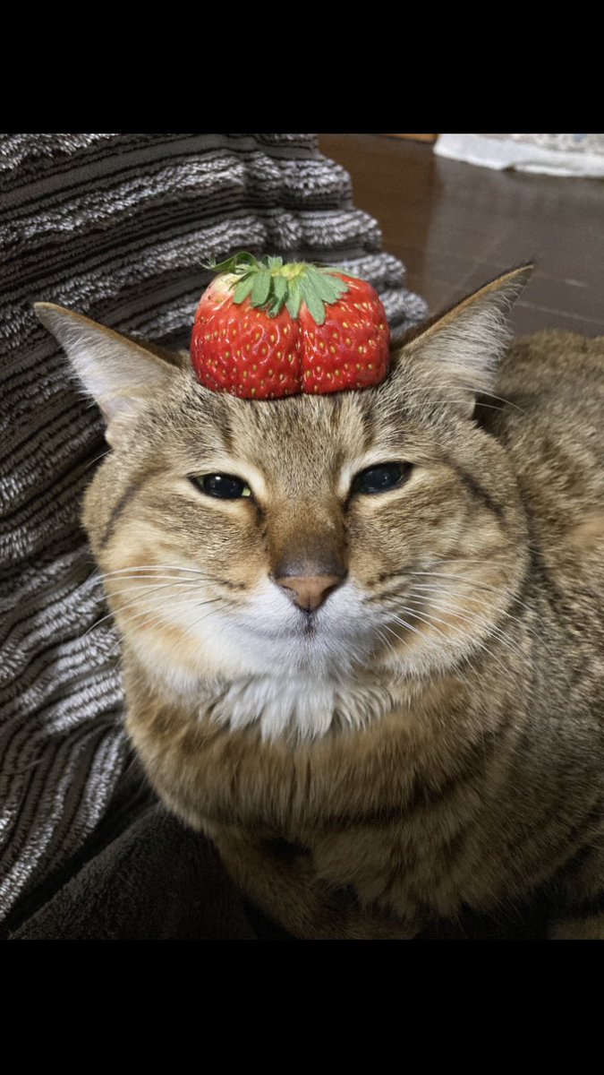 ストロニャリー🍓
#いちごの日 #ねこのいる幸せ