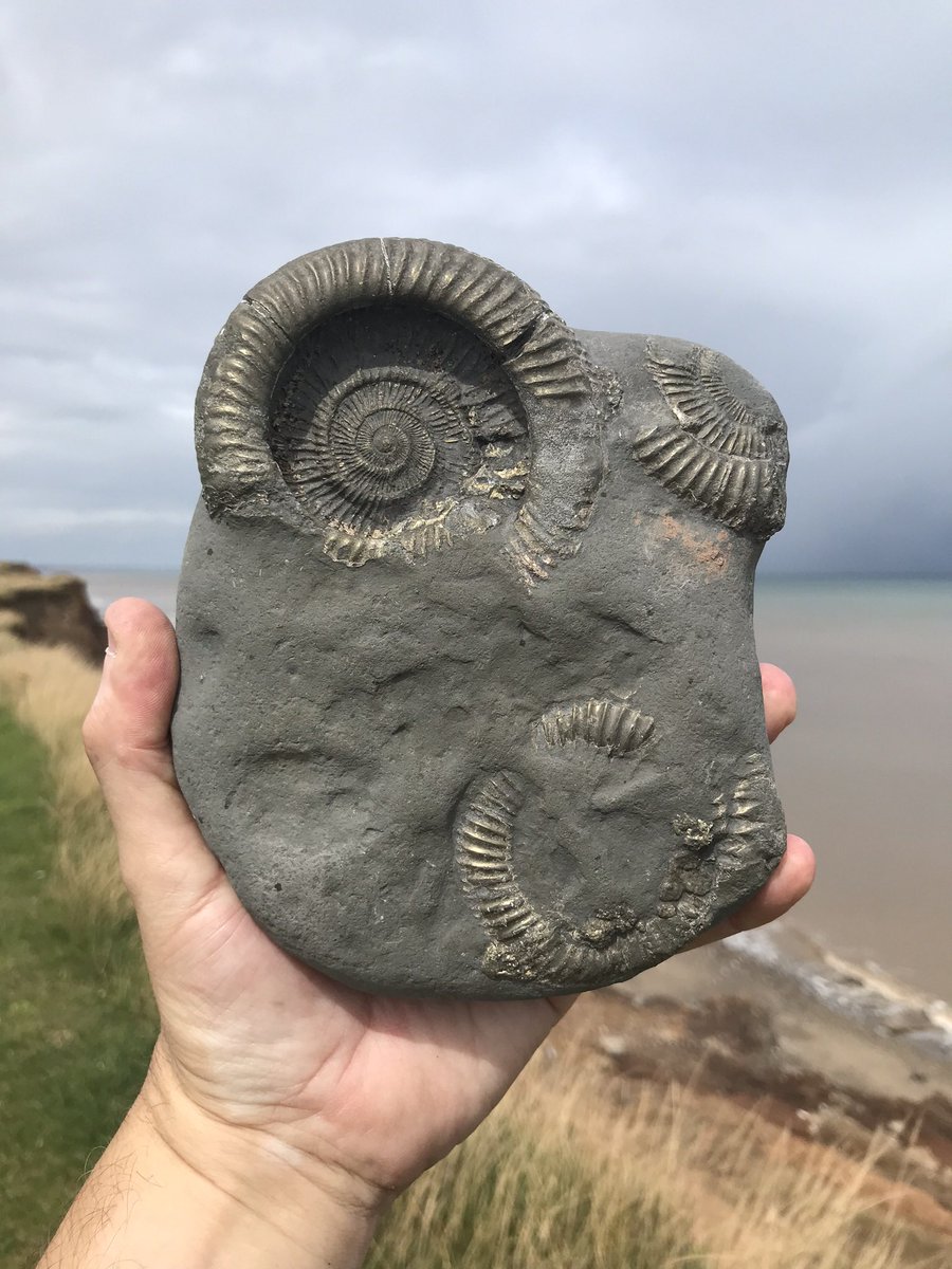 PoetDeanwilson6's tweet photo. Beach Finds
#Aldbrough https://t.co/lGPyFCqk27