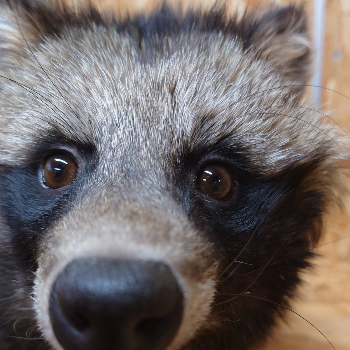 ホンドタヌキとエゾタヌキは、どちらも日本に生息する固有の“タヌキ”で