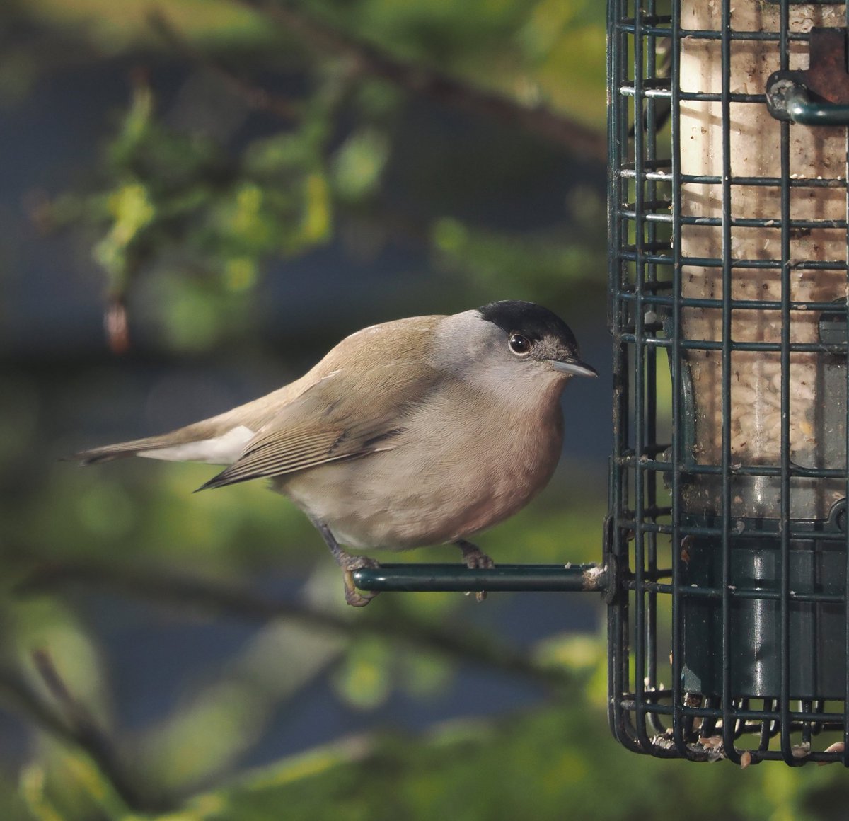 It’s great to have this male Blackcap regularly visiting our Essex front garden at the moment

#birds #birdphotography #wildlife #wildlifephotography #nature #NaturePhotography
<a href="/Natures_Voice/">RSPB</a> <a href="/EssexWildlife/">Essex Wildlife Trust</a> <a href="/essexbna/">BNAEssex</a> <a href="/_BTO/">BTO</a> <a href="/NatureUK/">NatureUK</a> <a href="/Britnatureguide/">The British Nature Guide</a> <a href="/BBCSpringwatch/">BBC Springwatch</a> <a href="/OlympusUK/">OM Digital Solutions</a>