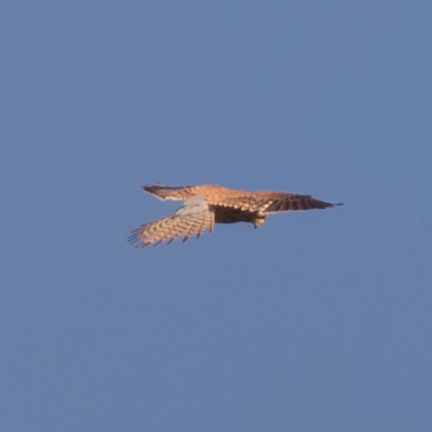 El otro día este cernícalo pasó un rato colgado de un hilo sobre la plaza en que yo esperaba. Volaba a cierta altura, pero suficientemente cerca como para que pudiera llamarme la atención el grado de desgaste que presentaba en las plumas rectrices. ¿Habéis visto qué afiladas? 😮