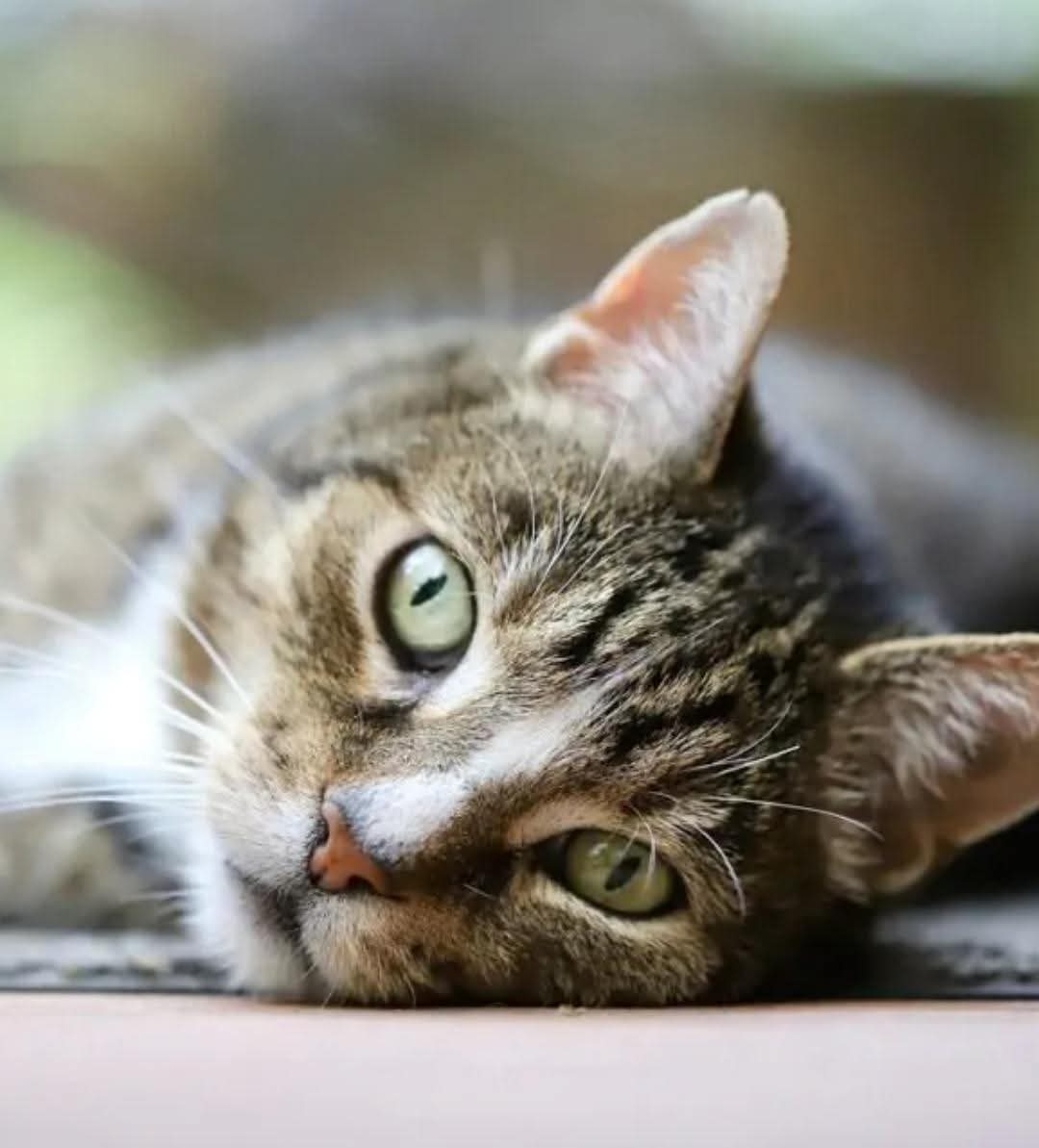 LucianoBec's tweet photo. @RobertaMalinve1 ❤️  Buongiorno  da  Pippa  🐈‍⬛ https://t.co/i4I0Sx4nzp