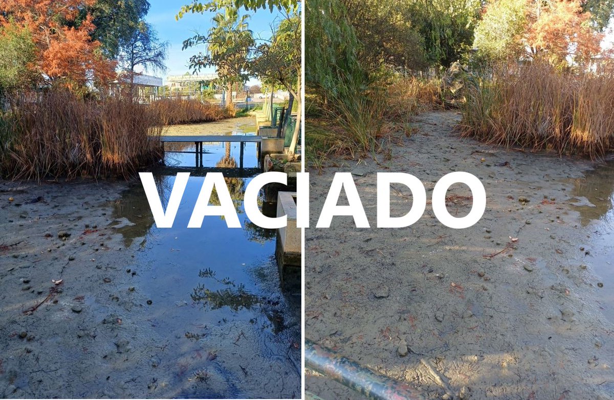 SOSterritorios's tweet photo. Todo lo que hace #ParquesYJardines del @Ayto_Sevilla es igual de desastroso, repugnante y sucio‼️
1º Vacían el #Estanque de #Monet de los #JardinesDelGuadalquivir.
2º Vierten el agua sucia y contaminada al #RíoGuadalquivir.
3º Lo llenan sin limpiarlo y toda la suciedad sigue ahí. https://t.co/uuRb0E43eW
