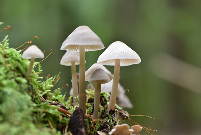 PCN_Psychiatry's tweet photo. Impact of psilocybin on cognitive function: A systematic review
https://t.co/M3KJibIVwj
#cognition #cognitive_function #psilocybin #psychedelics #systematic_review #4_phosphoryloxy_N_N_dimethyltryptamine
#psilocybin_mushrooms