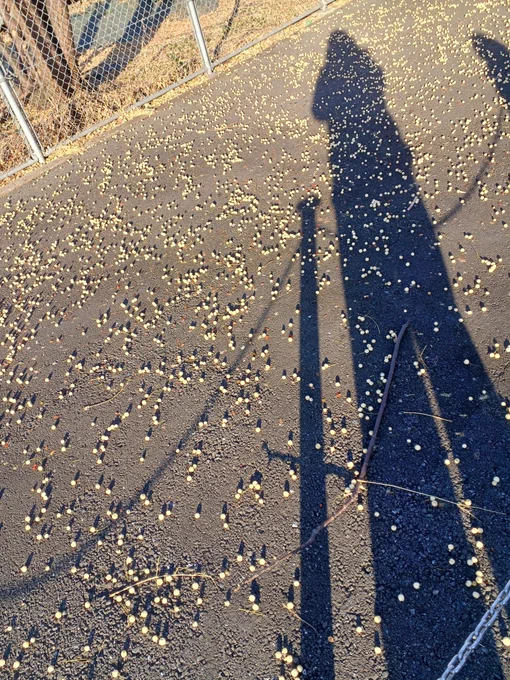 この木の実なんだろう? 