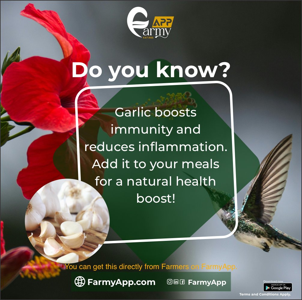 farmyapp's tweet photo. Did you know? Garlic boosts immunity and reduces inflammation. Add it to your meals for a natural health boost!

What else do you know garlic is useful for? Tell us in the comments, and don't forget you can buy garlic directly from Farmers with FarmyApp. #FarmyApp #garlic https://t.co/7KiMMwIHAJ