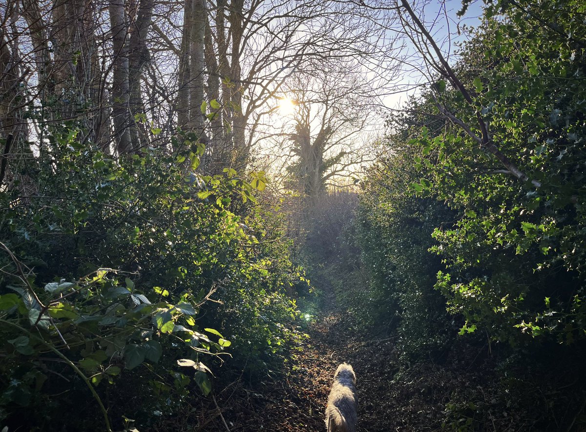 Good morning and welcome to #HollowayWednesday I hope your path is as lit as this sunken way in North Yorkshire.
Photo from the weekend.