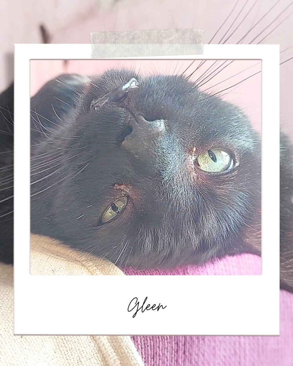 Pepe adora la libertad pero también es un gato muy cariñoso. Siempre nos busca, nos pide cariño y cuando lo llamamos viene, aunque no se lleva bien con otros gatos.

adopciones@defensafelina.org
apadrina@defensafelina.org 

¿Nos ayudas? 
teaming.net/asociaciondefe…